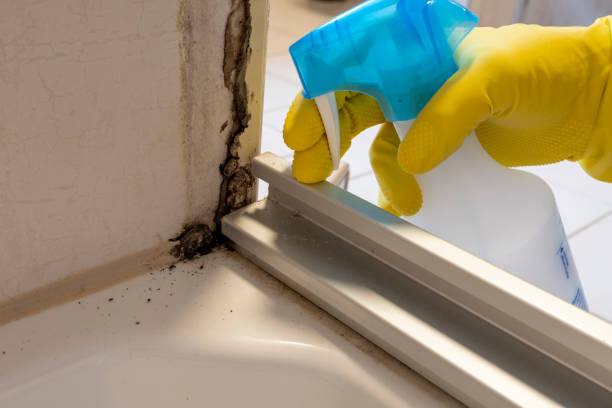 Best Toxic Mold Removal  in Glenshaw, PA