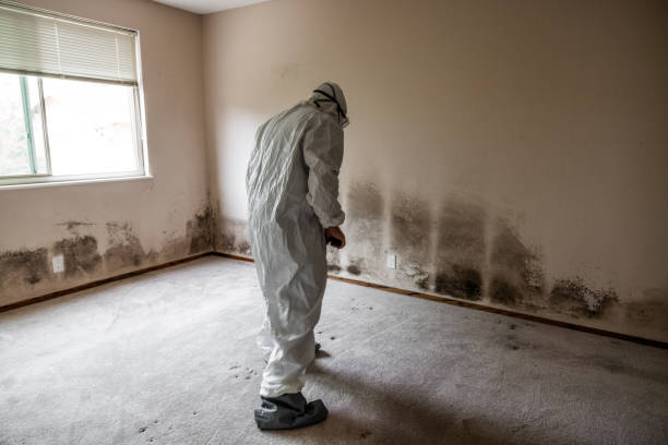 Best Mold Damage Repair  in Glenshaw, PA