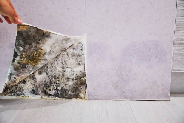 Best Attic Mold Removal  in Glenshaw, PA